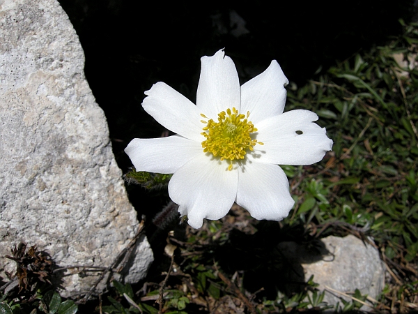 Pulsatilla Alpina / Anemone alpino